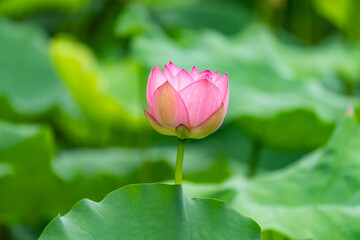 lotus flower blooming in summer pond with green leaves as background