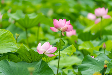 lotus flower blooming in summer pond with green leaves as background