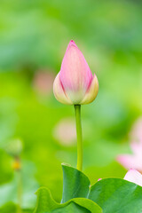lotus flower blooming in summer pond with green leaves as background