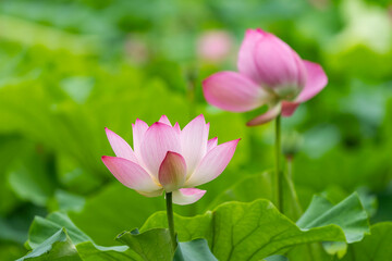 lotus flower blooming in summer pond with green leaves as background