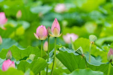 lotus flower blooming in summer pond with green leaves as background
