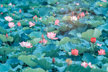 lotus flower blooming in summer pond with green leaves as background