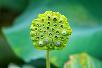 lotus flower with fresh lotus seeds from lotus plantation