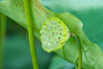 lotus flower with fresh lotus seeds from lotus plantation