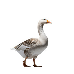 Graceful goose with a long neck is strolling confidently exuding elegance on transparent background