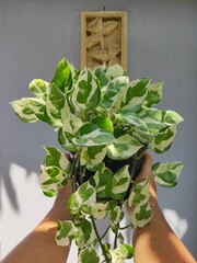 Devil's Ivy or Epipremnum Aureum, Family of Araceae. Beautiful Plants for Home Decoration. Perfect for Plants Background.