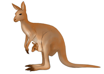 Illustration of a female kangaroo with baby 