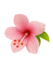 pink flower on PNG background
