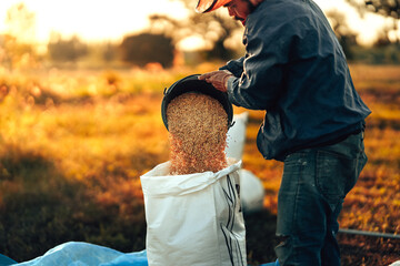 A farmer hands using a black bucket to pour golden grains into a white sack, symbolizing agriculture, harvest, and traditional methods of paddy collection. Labor working industry.