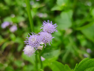 Mistflower is beautiful flowers from grass growing on the lawn