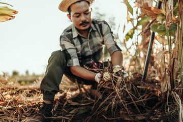 The gardener holds galangal in his hand.