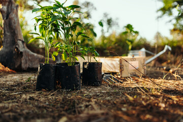 Chili plants are in bags of dirt on the ground, waiting for gardeners to plant them.