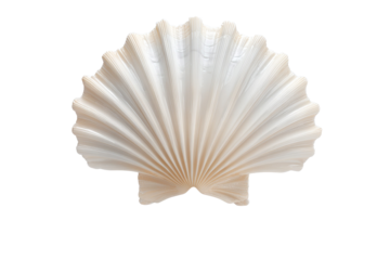 A large white shell with a pattern of ridges and bumps