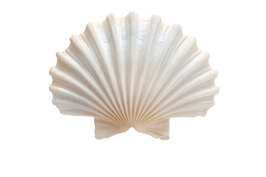 A large white shell with a pattern of ridges and bumps