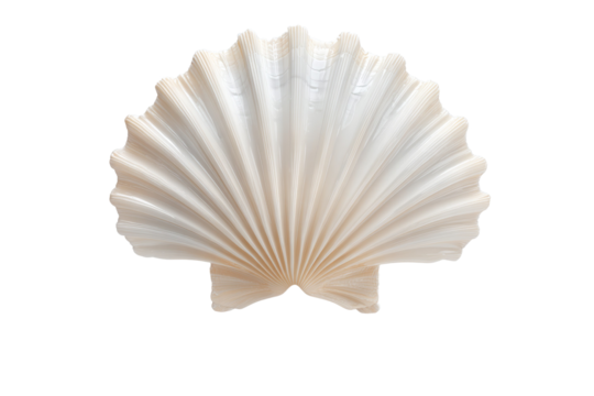 A large white shell with a pattern of ridges and bumps