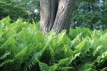 Tree in the middle of ferns. Green background and plants in summer.
