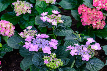 Blooming Hydrangeas flowers in the garden