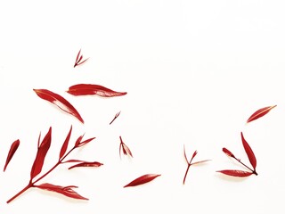 Syzygium Oleana or Red Shoots Leaves on White Background. Perfect For Wallpaper or Background. Selective Focus