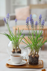 Vases with Muscari flowers and cup of coffee on table in living room, closeup