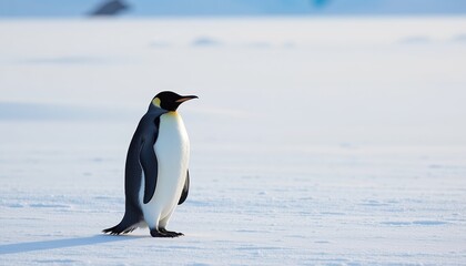 Fototapeta premium A solitary emperor penguin standing on snowy, icy terrain in a cold, remote Antarctic landscape.