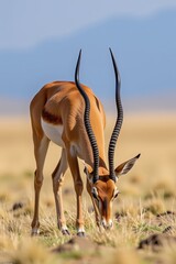 A graceful antelope with long, curved horns grazes in a sunlit savanna landscape.