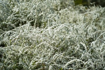 白く可憐なユキヤナギの花