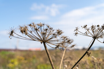 "detailed view of dried wildflowers against a bright blue sky, capturing the essence of nature's intricate beauty and the serenity of a sunny landscape."