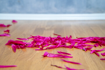 bright pink peony petal artfully scattered across a smooth wooden floor against a soft-focus blue wall, highlighting texture and color contrast in contemporary interior design