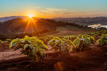 Pôr do Sol no Cafezal. Nova plantação de pés de café, Fazenda cafeeira, Minas Gerais, Brasil