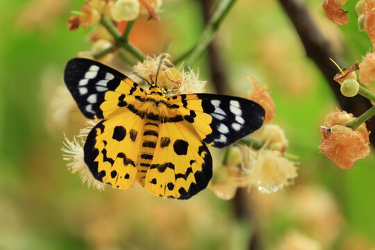 Military Dysphania Moth (Dysphania militaris) is a species of moth of the Geometridae family that is found from in the tropical regions of South and Southeast Asian countries .