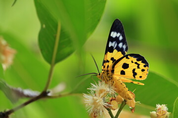 Military Dysphania Moth (Dysphania militaris) is a species of moth of the Geometridae family that is found from in the tropical regions of South and Southeast Asian countries .