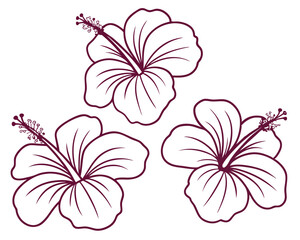 Three elegant outlined hibiscus flowers with delicate petals and intricate stamens on a white background.