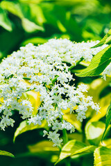 white flowers on green background