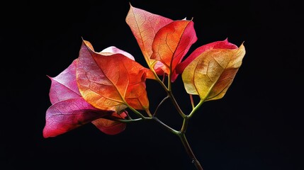 Artistic botanical close-up showcasing vibrant bougainvillea leaves on dark background