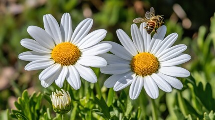Fototapeta premium Two white daisies with a bee
