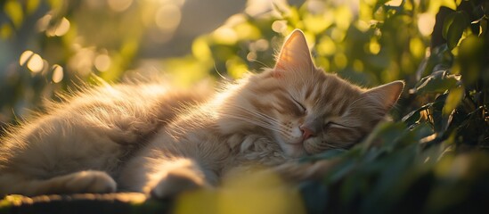 Fluffy ginger cat peacefully sleeping amidst lush green foliage in warm sunlight.