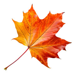 Obraz premium Vibrant Autumn Maple Leaf: Perfect Fall Foliage Photography on transparent background
