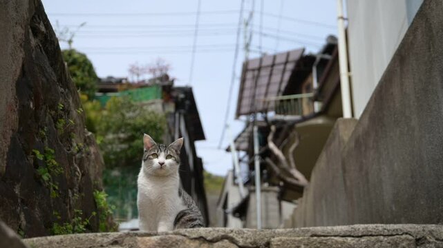坂の町の地域猫 （広島県尾道市, 2025年4月）