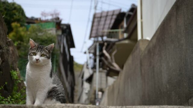 坂の町の地域猫 （広島県尾道市, 2025年4月）