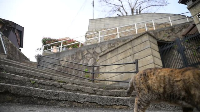 坂の町の地域猫 （広島県尾道市, 2025年4月）