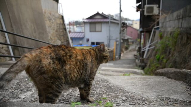 坂の町の地域猫 （広島県尾道市, 2025年4月）