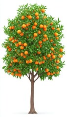 Fototapeta premium Lush Orange Tree with Ripe Fruit on White Background