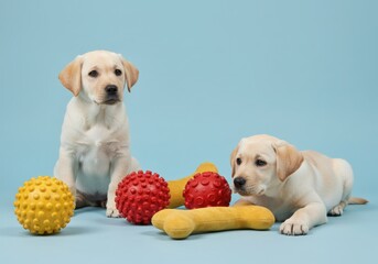 Two labrador puppies with toys on a blue backdrop