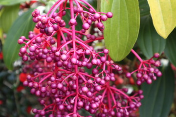 Bauh parijoto ,Striking Asian grape, medinilla speciosa, dark purple ripe berries.