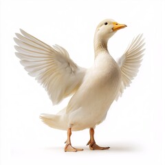 Obraz premium Charming White Duck. Graceful Avian with Vibrant Colors in Natural Habitat - Perfect Wildlife & Animal Photography for Farm & Domestic Settings