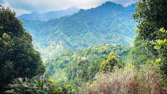 selective focus on the scenery of the green hills in the sentul region of Bogor