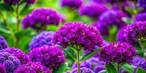 Obraz premium Detailed image of a cluster of vibrant purple flowers and lush green foliage