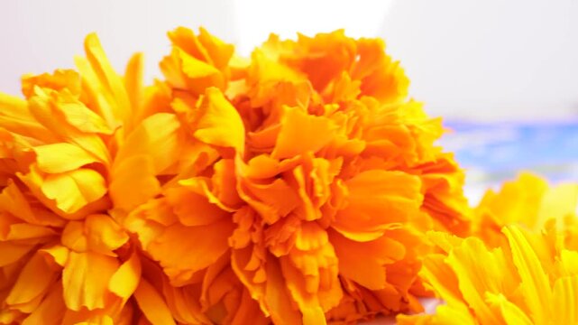 Close-up of slowly rotating cempas&uacute;chil flowers, Day of the Dead in Mexico