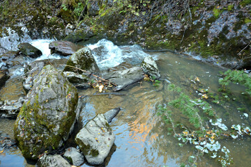 A turbulent mountain stream flows through a cloudy autumn forest early in the morning.