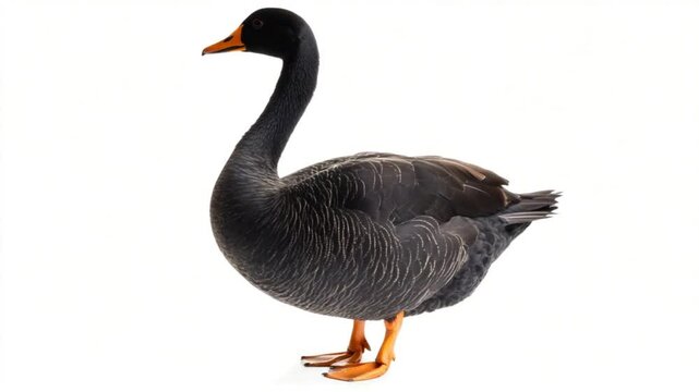 A solitary black goose standing gracefully against a plain white background, showcasing its elegant posture